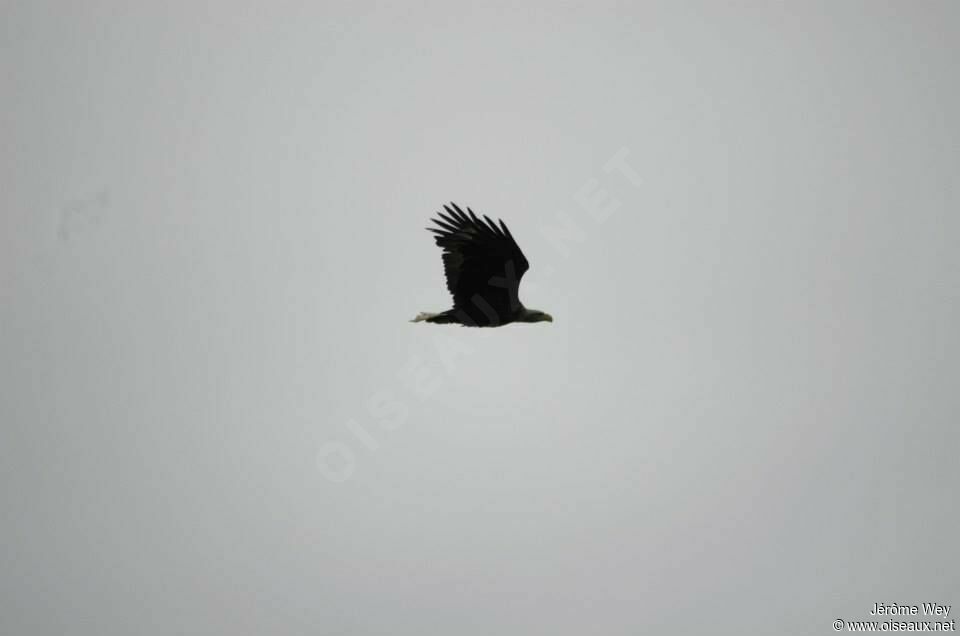 White-tailed Eagle