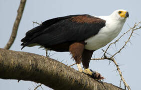 African Fish Eagle