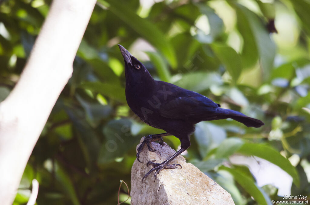 Carib Grackle male