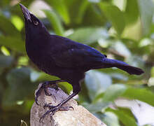 Carib Grackle