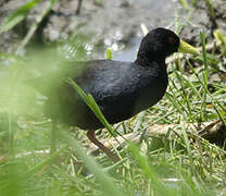 Black Crake