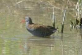 Water Rail