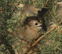 Goldcrest