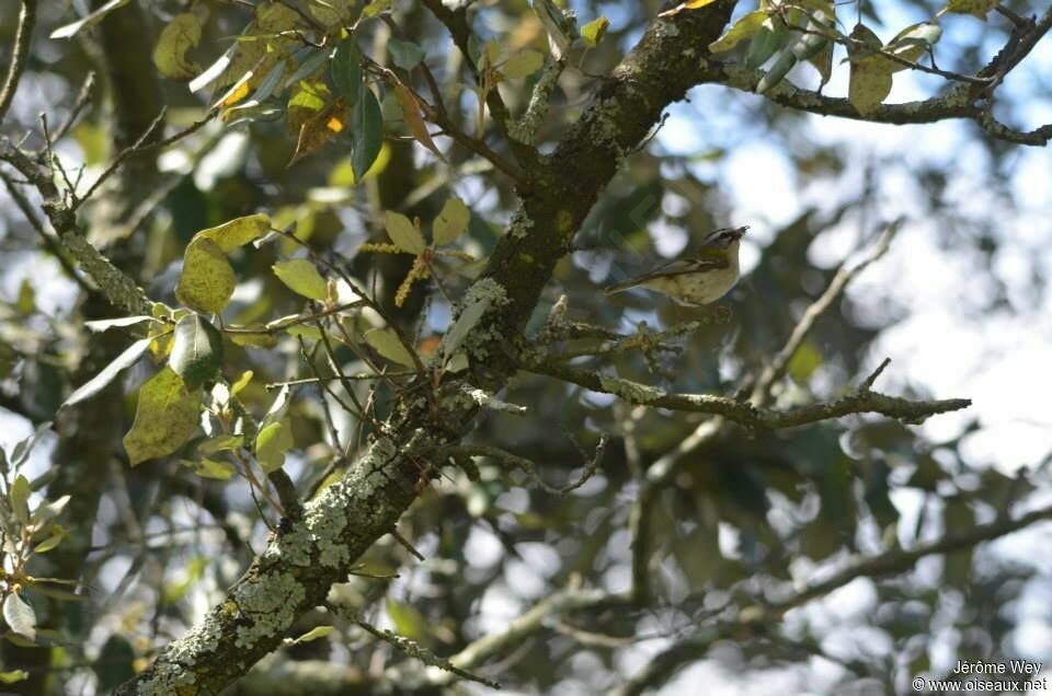 Common Firecrest