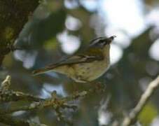 Common Firecrest