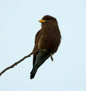 Broad-billed Roller