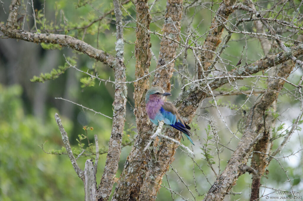 Lilac-breasted Roller