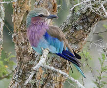 Lilac-breasted Roller