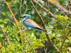 European Roller