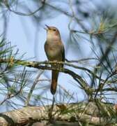 Common Nightingale