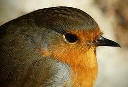 European Robin