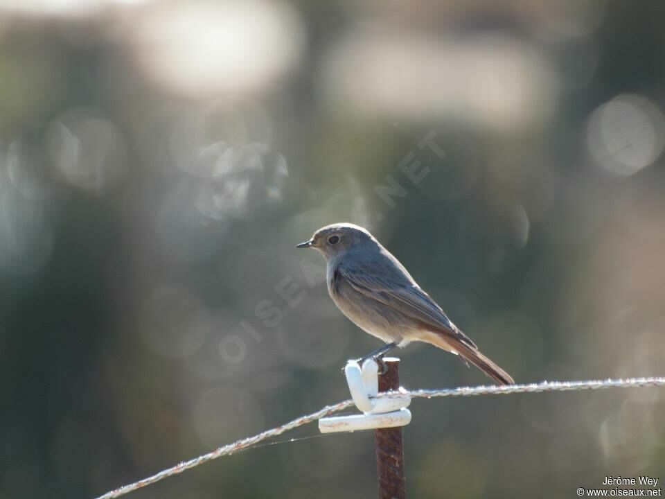 Black Redstart