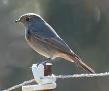 Black Redstart