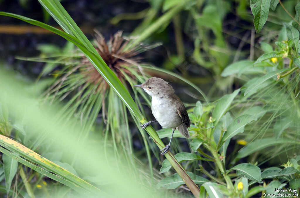 Lesser Swamp Warbler