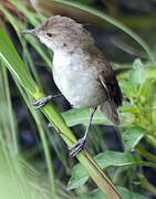 Lesser Swamp Warbler