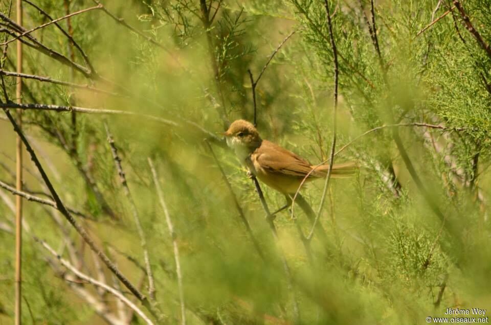 Common Reed Warbler