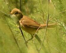 Common Reed Warbler