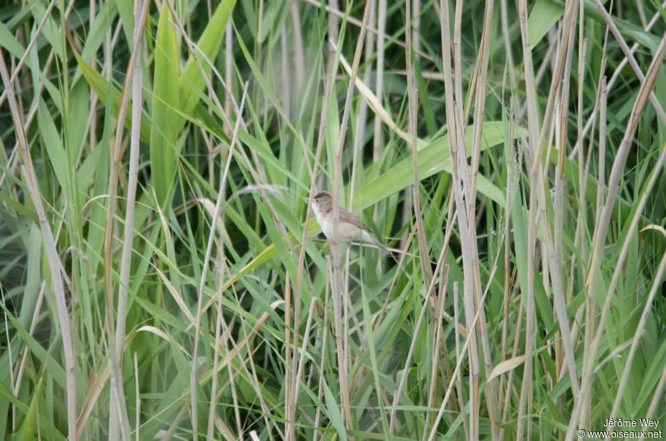 Great Reed Warbler