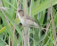 Great Reed Warbler