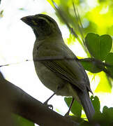 Lesser Antillean Saltator