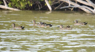 Blue-winged Teal