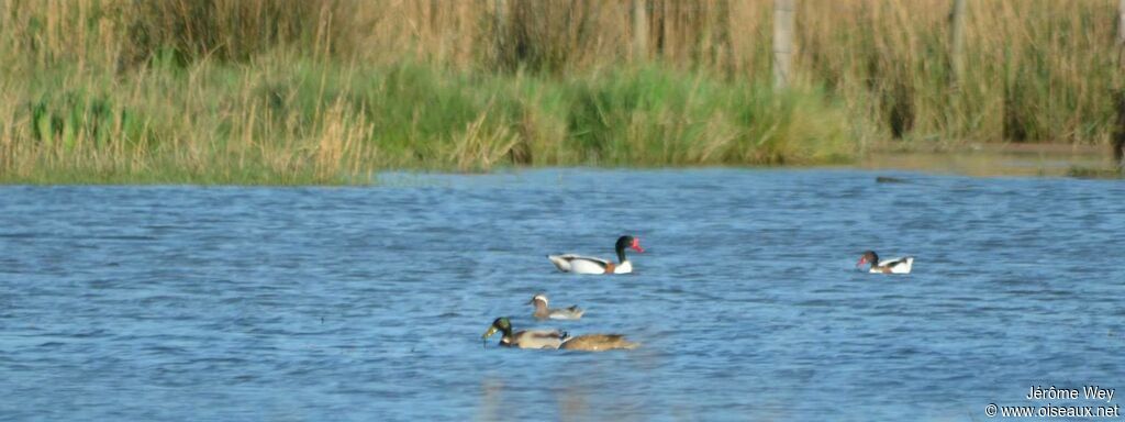 Garganey