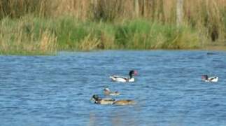 Garganey