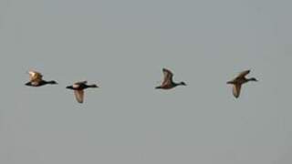 Eurasian Teal