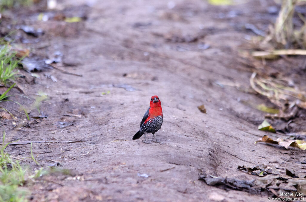 Red-headed Bluebill