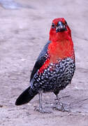 Red-headed Bluebill