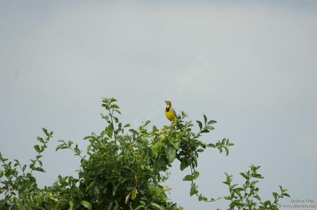 Yellow-throated Longclaw