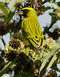 Serin à diadème