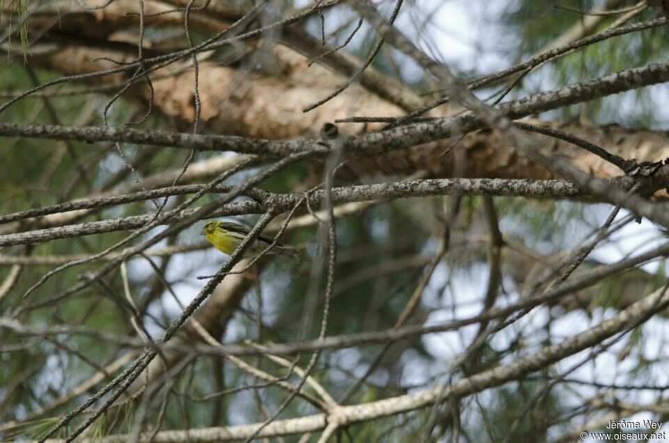 Serin cini