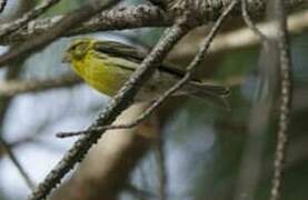 European Serin