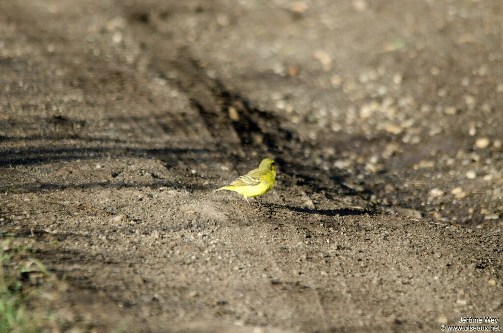 Yellow-fronted Canary