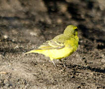 Yellow-fronted Canary