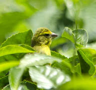 Brimstone Canary