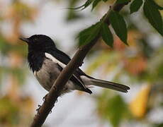 Oriental Magpie-Robin