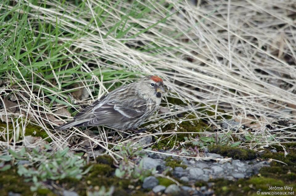 Redpoll