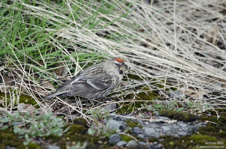 Common Redpoll