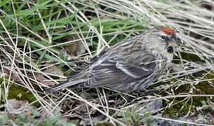 Common Redpoll