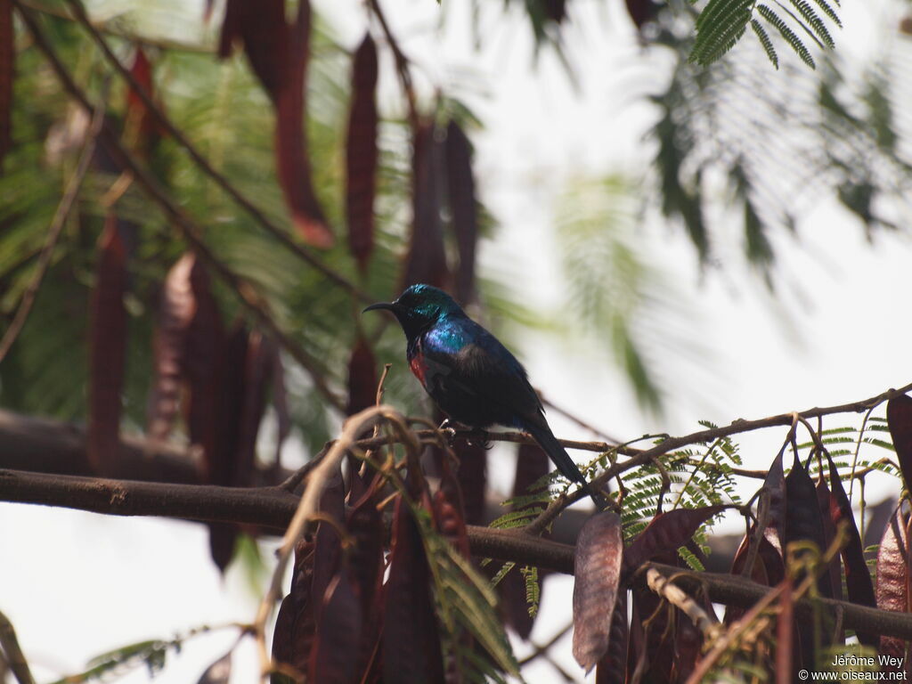 Red-chested Sunbird