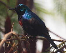 Red-chested Sunbird