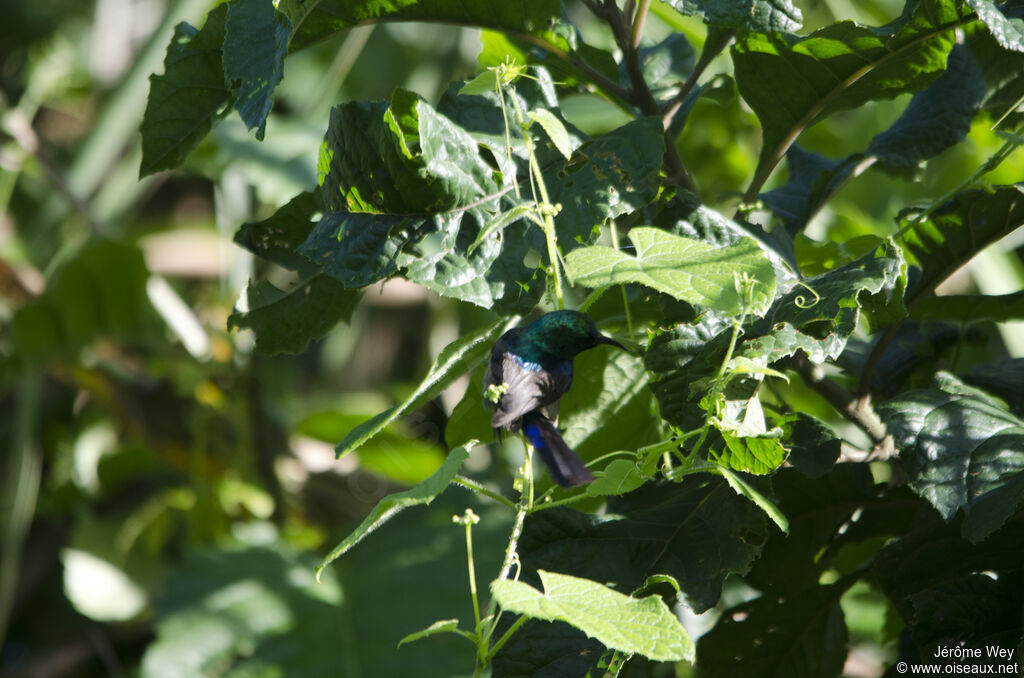 Collared Sunbird