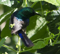 Collared Sunbird