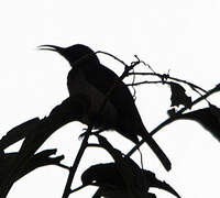 Blue-throated Brown Sunbird