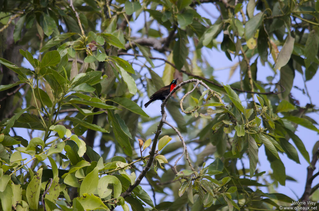 Scarlet-chested Sunbird