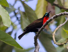 Scarlet-chested Sunbird