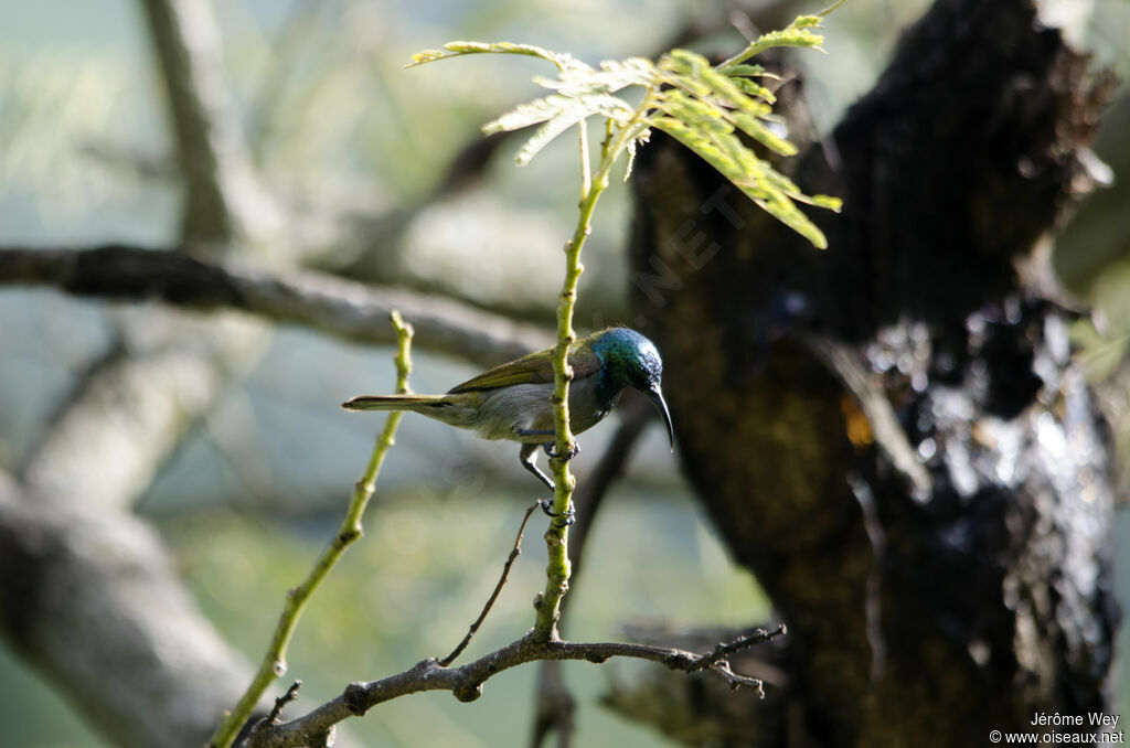 Souimanga à tête verte