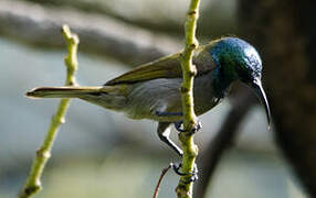 Green-headed Sunbird